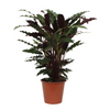 Calathea 'Wavestar'