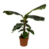 Banana tree (Musa) - Small