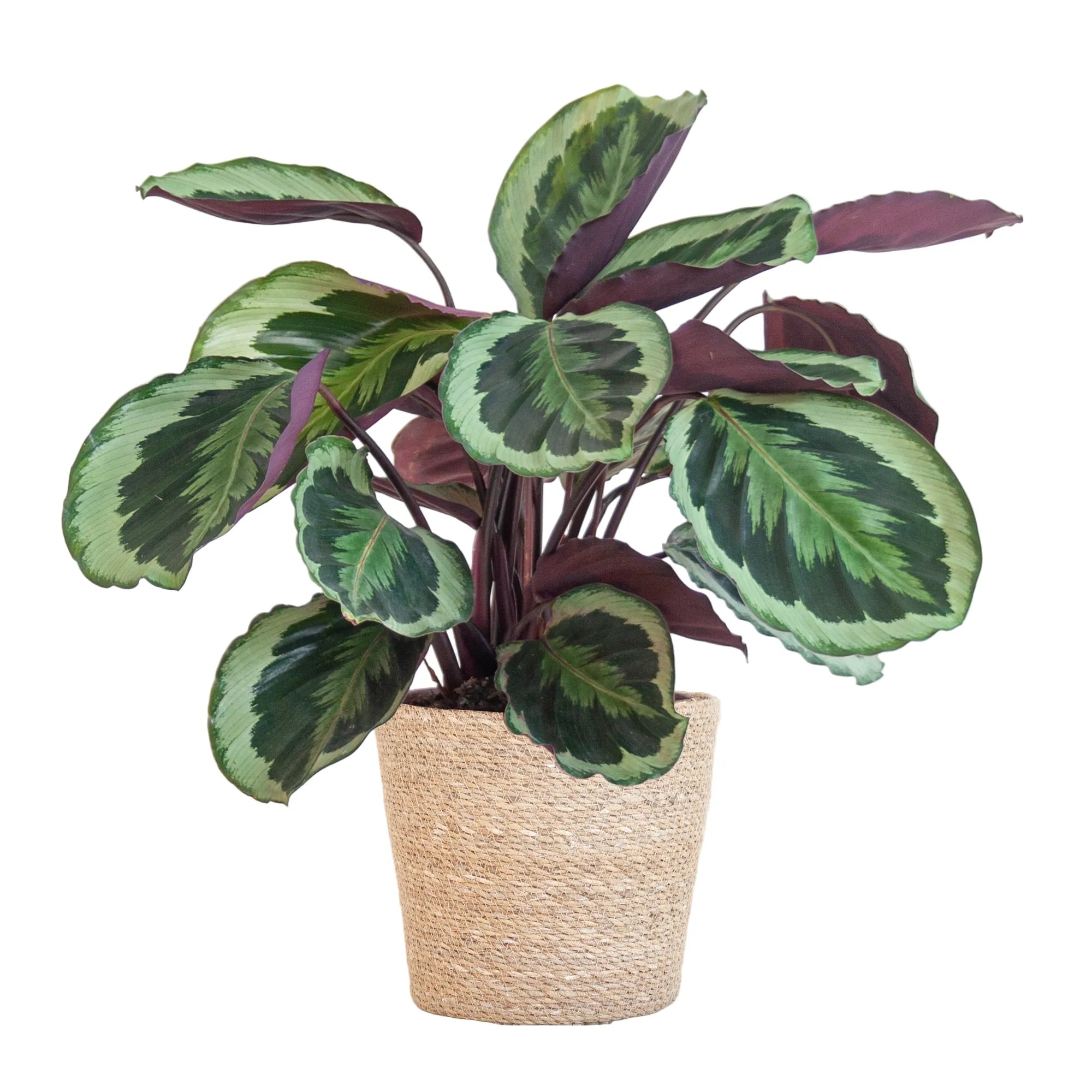 Calathea ‘Medallion’ + Sierpot