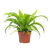 Asplenium Antiquum – Klein