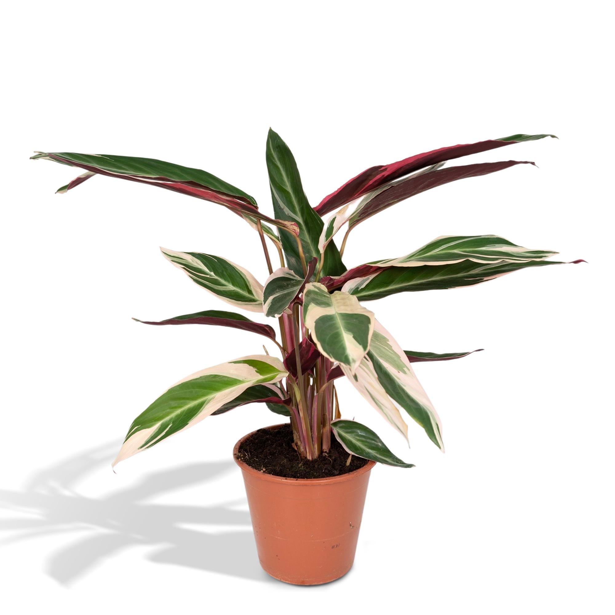 Stromanthe ‘Triostar’ – Groot