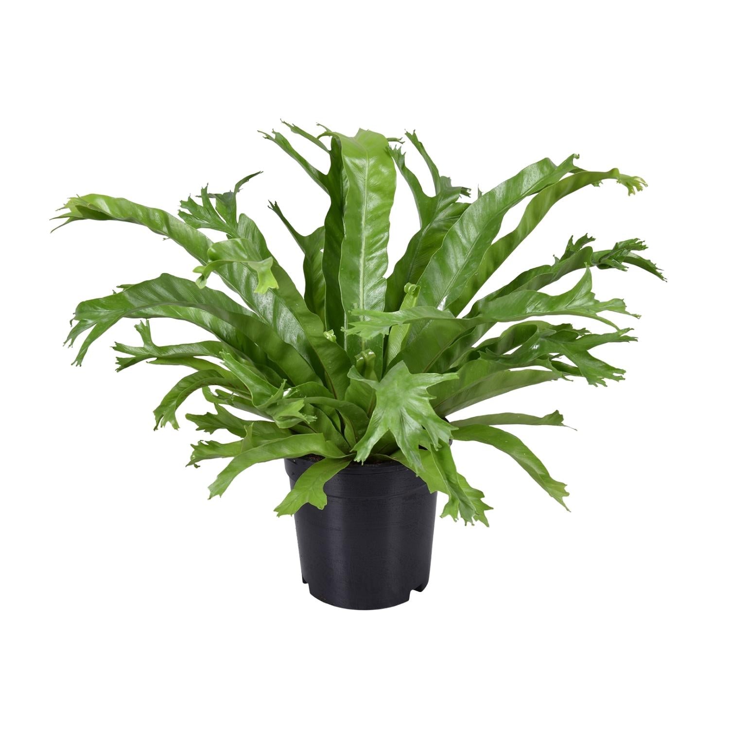 Asplenium Nidus Crissie – Medium