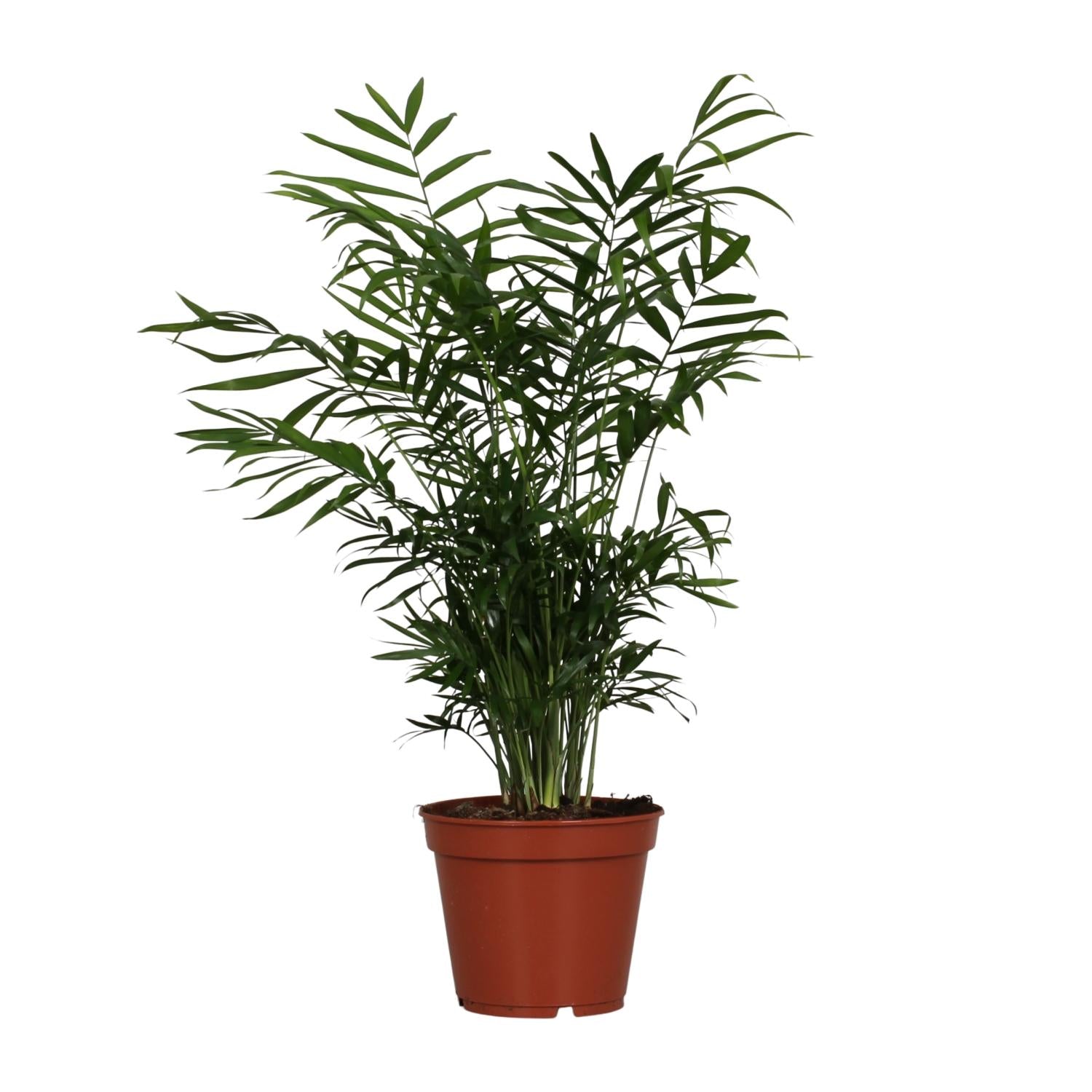 Chamaedorea elegans – Groot