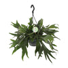 Platycerium Bifurcatum (Hanging pot) - Large