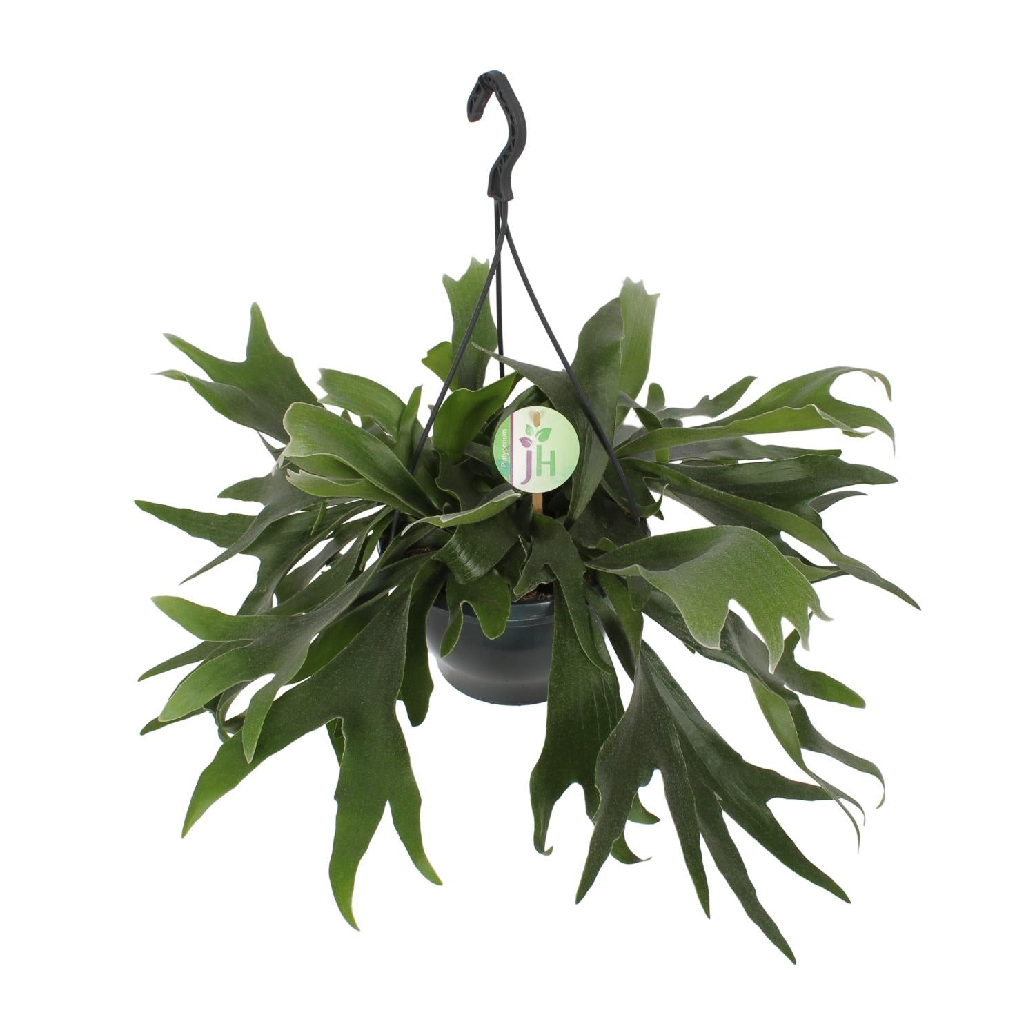 Platycerium bifurcatum (Hangpot) – Groot