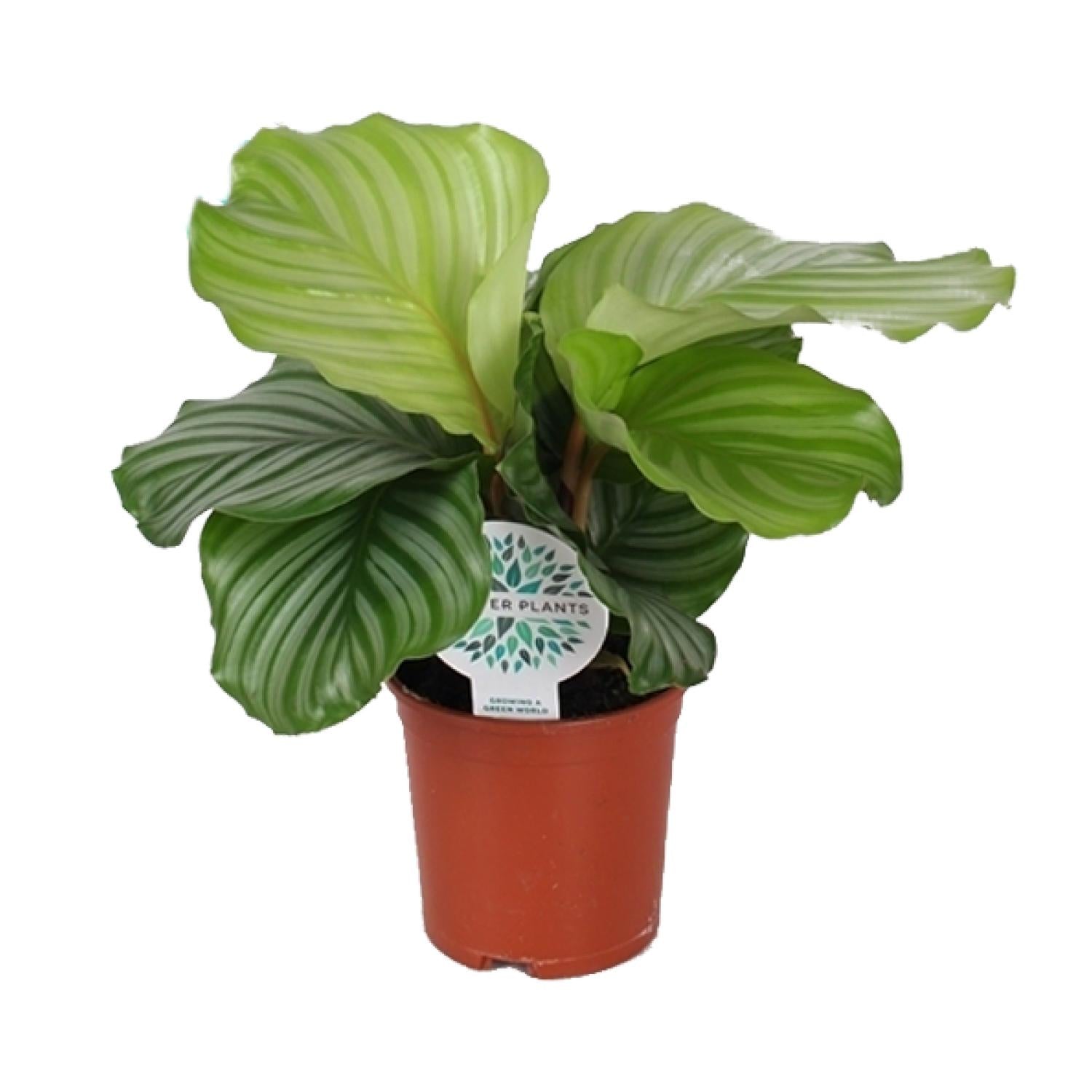 Calathea ‘Orbifolia’ – Medium