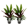 Calathea lancifolia ‘Insignis’ ×2 – Voordeelpakket