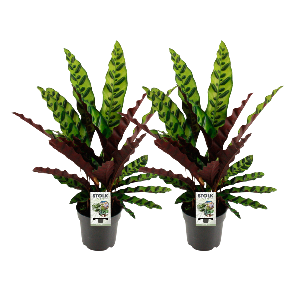 Calathea lancifolia ‘Insignis’ ×2 – Voordeelpakket