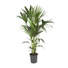 Howea forsteriana – Extra Groot