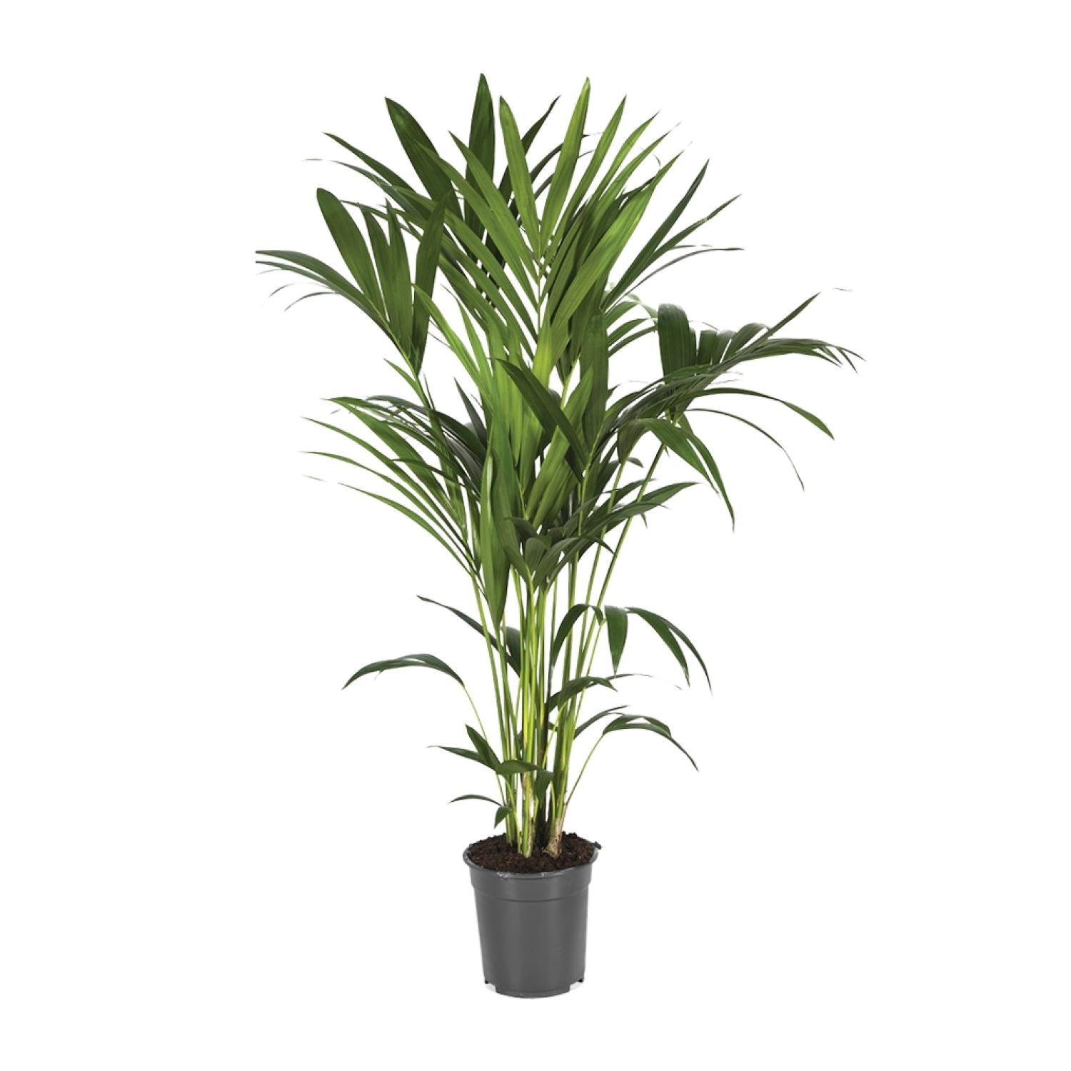 Howea forsteriana – Extra Groot