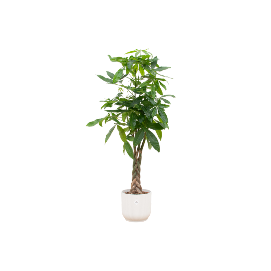 Pachira aquatica (XL) + Sierpot