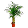 Dypsis Lutescens - XXL