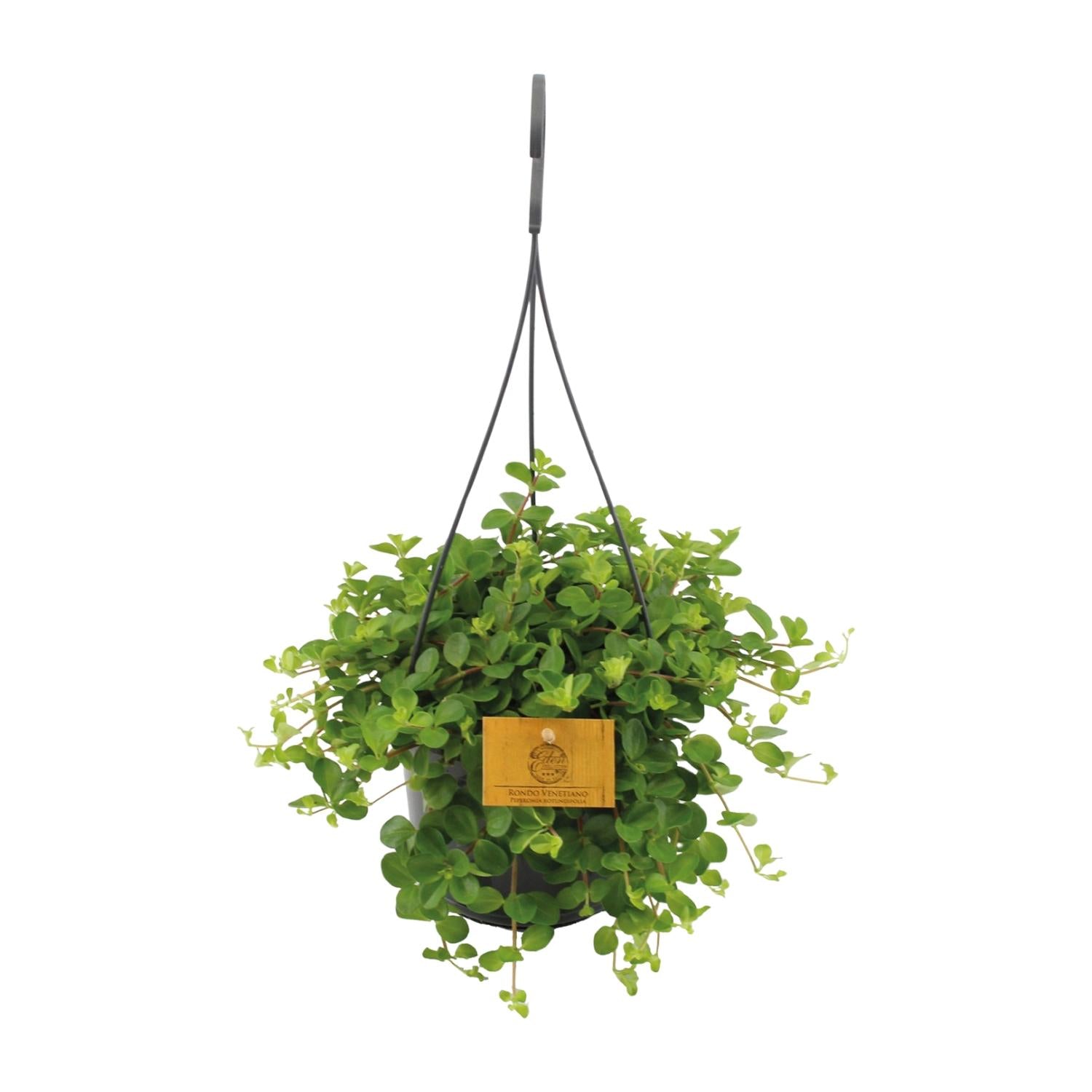 Peperomia rotundifolia (Hangpot) – Medium