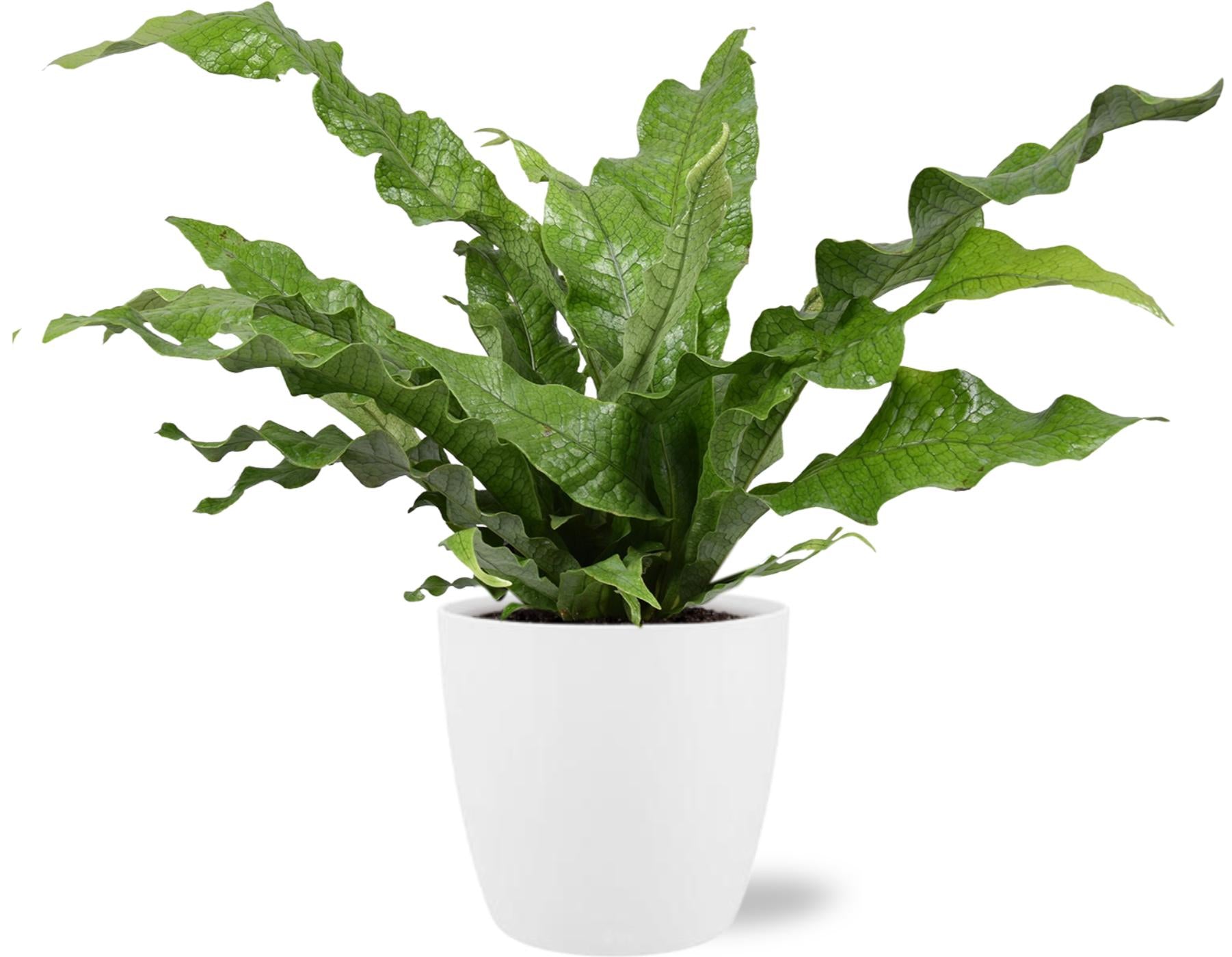 Microsorum diversifolium + Sierpot (wit)