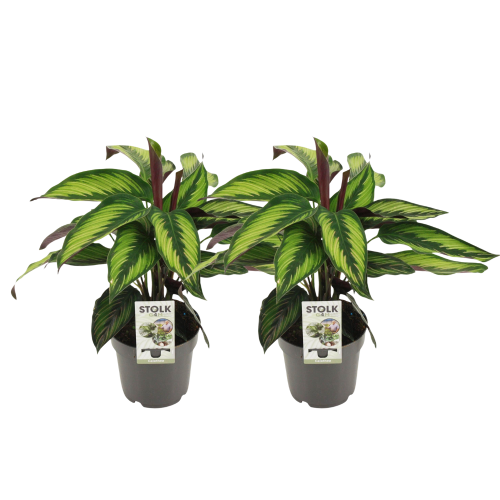 Calathea ‘Princeps’ ×2 – Voordeelpakket