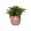 Asplenium Antiquum Parvati + Sierpot