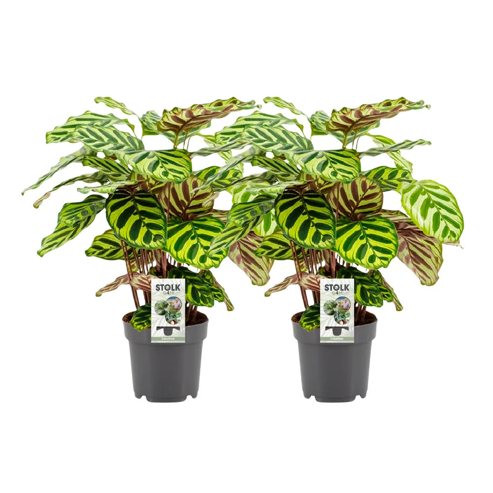 Calathea ‘Makoyana’ (M) ×2 – Voordeelpakket