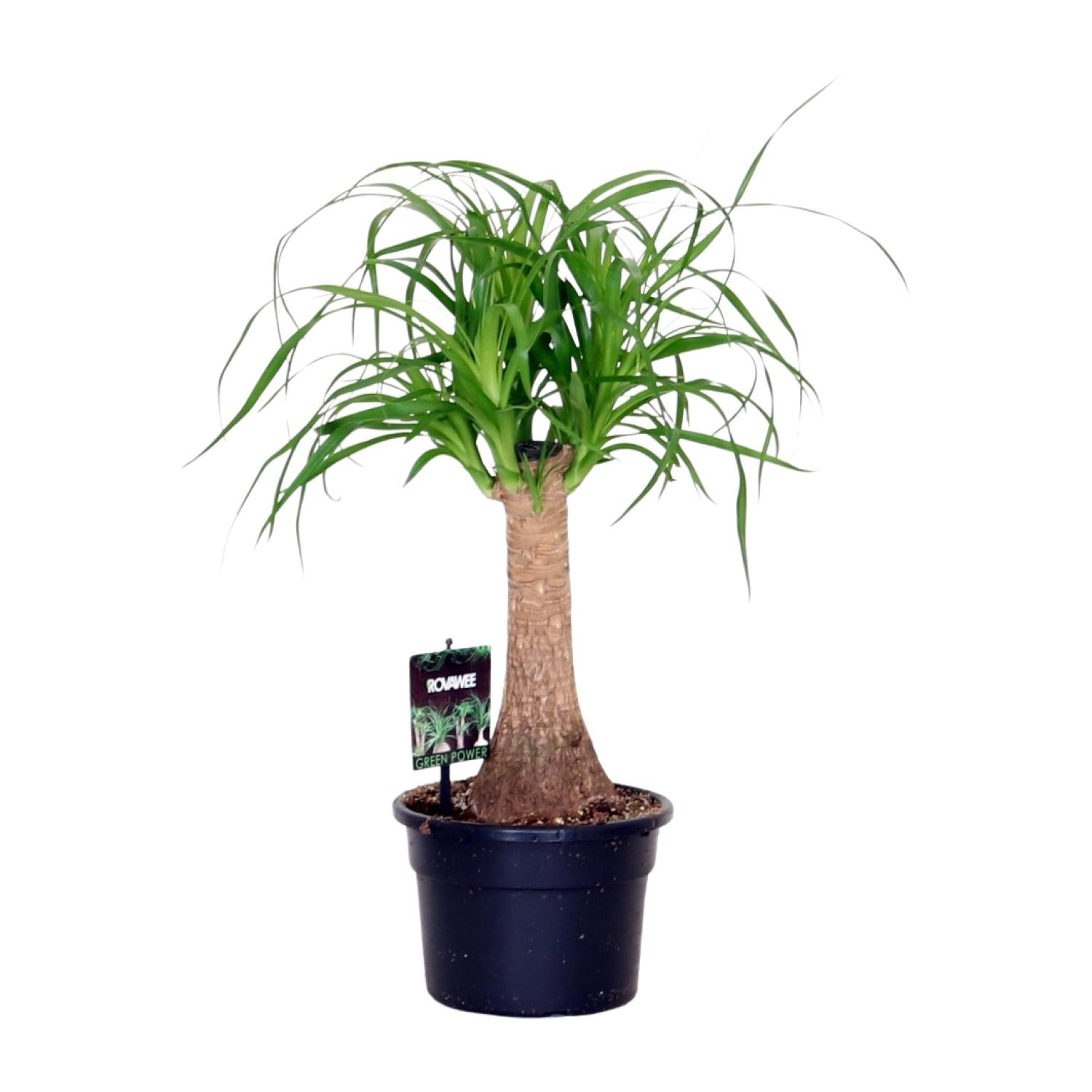 Beaucarnea Recurvata – Medium